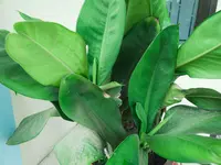 Dieffenbachia parlatorei