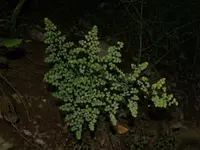 fuzzy maidenhair (Adiantum tricholepis) plant