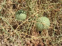 nara melon