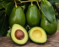 Alligator Pear