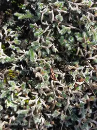 Drege's Spikemoss (Selaginella dregei) plant