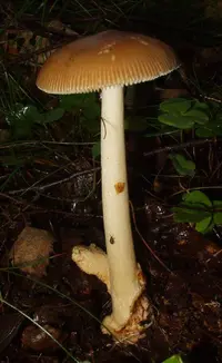Tawny Grisette