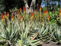 rock aloe (Aloe petricola) plant