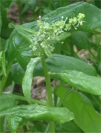 spinach