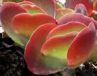 Kalanchoe thyrsiflora leaf