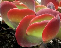 Kalanchoe thyrsiflora leaf