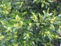 Bay laurel