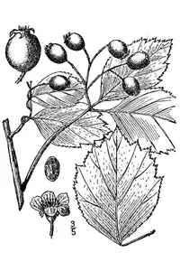 black hawthorn (Crataegus douglasii) plant