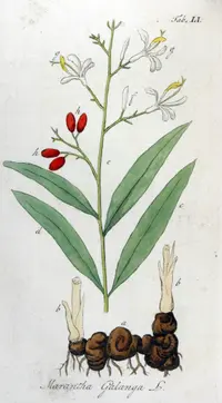 Galangal (Alpinia galanga) plant