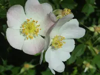 Short-styled Field-rose