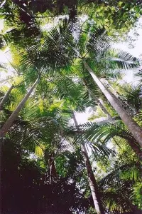 Piccabeen Palm