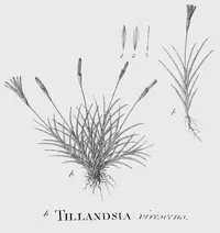 Tillandsia virescens
