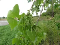 eastern cottonwood (Populus deltoides) plant