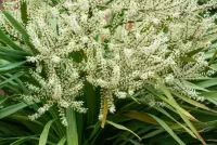 Cordyline australis