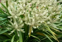 Cordyline australis