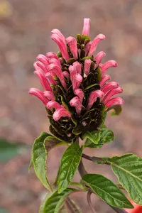 Brazilian-plume