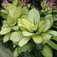 Dumbcane