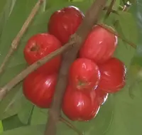 Malaysian apple