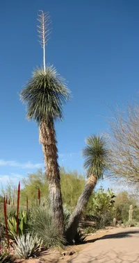 soaptree yucca (Yucca elata) plant