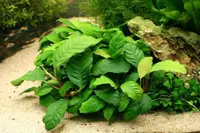 Anubias barteri (Anubias barteri) plant