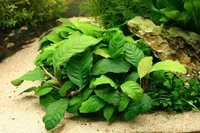 Anubias barteri (Anubias barteri) plant