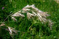 Downy Oat-grass