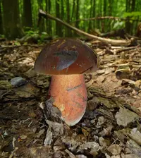 Scarletina Bolete