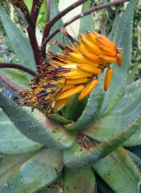 Mountain aloe