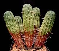 Euphorbia mammillaris plant