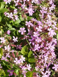 Rock soapwort