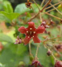 island gooseberry
