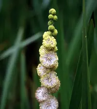 broadfruit bur-reed (Sparganium eurycarpum) plant