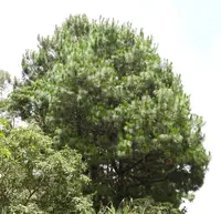Thin-leaf Pine