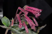 Sinningia douglasii (Sinningia douglasii) plant