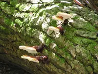 hemlock varnish shelf (Ganoderma tsugae) plant