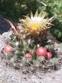 Missouri foxtail cactus