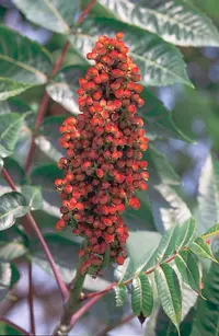 smooth sumac