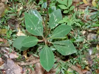 Slender Peperomia