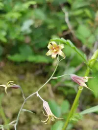 bronze-bells