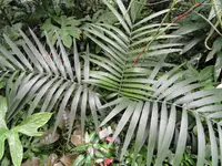 Chamaedorea pinnatifrons