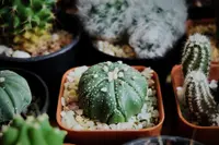 Astrophytum asterias plant