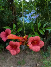 Trumpet vine