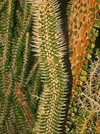 Alluaudia montagnacii