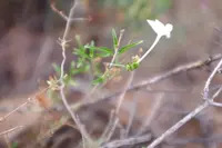 longflower tube tongue