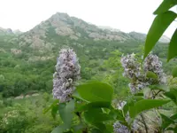 Lilac (Syringa vulgaris) plant