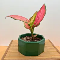 Chinese Evergreen