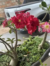 Desert Rose photo by a Botan App user