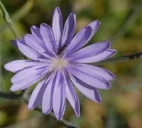 Lactuca tenerrima