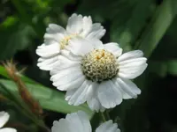 Achillea salicifolia (Achillea salicifolia) plant