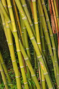 Giant Timber Bamboo (Phyllostachys reticulata) plant